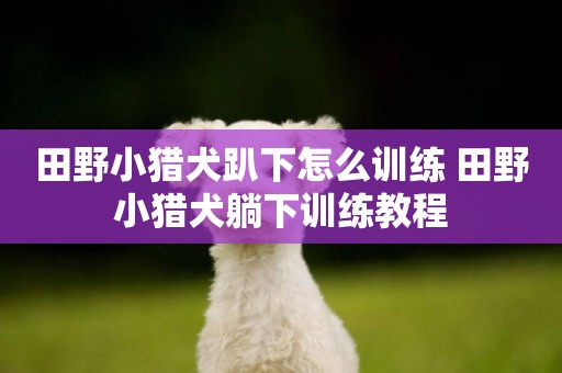 田野小獵犬趴下怎么訓練 田野小獵犬躺下訓練教程