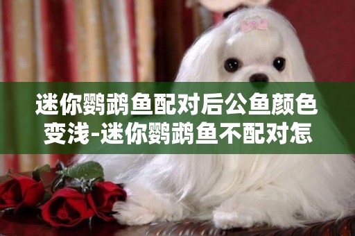 迷你鸚鵡魚配對后公魚顏色變淺-迷你鸚鵡魚不配對怎么辦