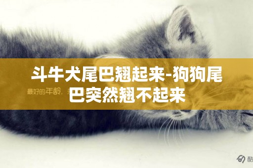 斗牛犬尾巴翹起來-狗狗尾巴突然翹不起來