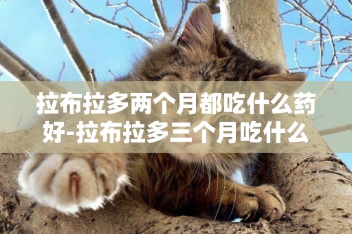 拉布拉多兩個月都吃什么藥好-拉布拉多三個月吃什么