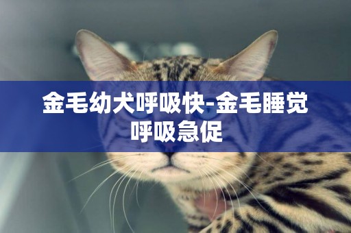 金毛幼犬呼吸快-金毛睡覺呼吸急促