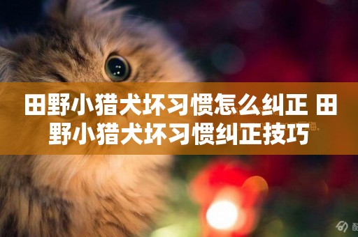 田野小獵犬壞習慣怎么糾正 田野小獵犬壞習慣糾正技巧