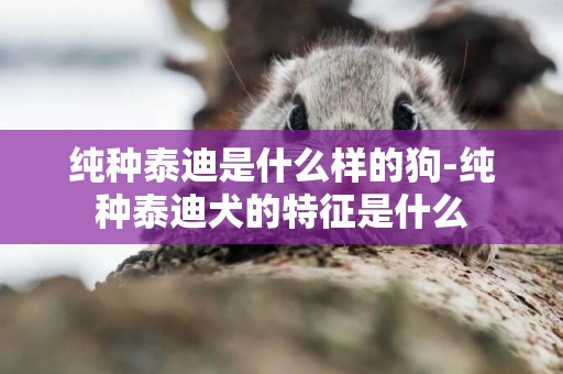 純種泰迪是什么樣的狗-純種泰迪犬的特征是什么