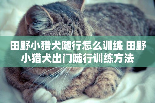 田野小獵犬隨行怎么訓練 田野小獵犬出門隨行訓練方法