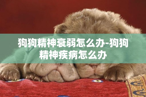 狗狗精神衰弱怎么辦-狗狗精神疾病怎么辦
