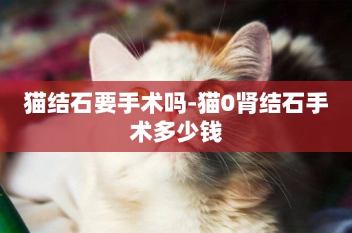 貓結石要手術嗎-貓0腎結石手術多少錢