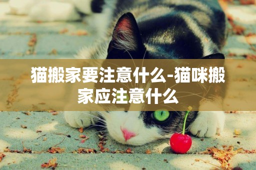 貓搬家要注意什么-貓咪搬家應注意什么
