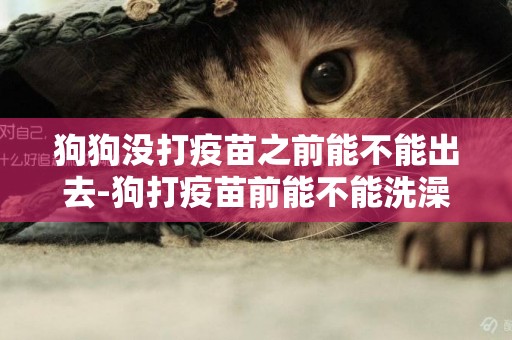 狗狗沒打疫苗之前能不能出去-狗打疫苗前能不能洗澡