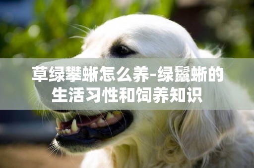 草綠攀蜥怎么養-綠鬣蜥的生活習性和飼養知識