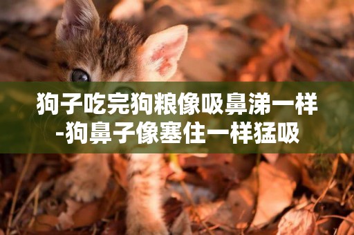 狗子吃完狗糧像吸鼻涕一樣-狗鼻子像塞住一樣猛吸