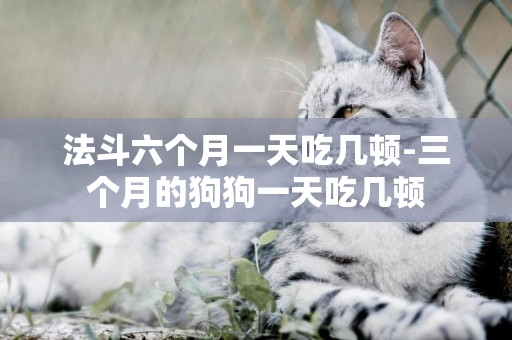 法斗六個月一天吃幾頓-三個月的狗狗一天吃幾頓