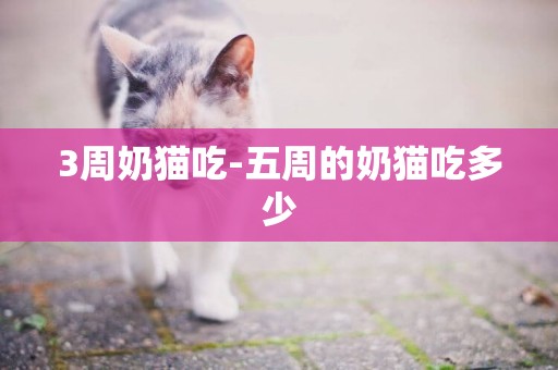 3周奶貓吃-五周的奶貓吃多少