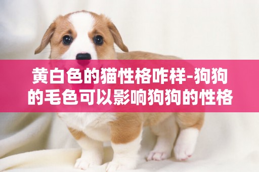 黃白色的貓性格咋樣-狗狗的毛色可以影響狗狗的性格