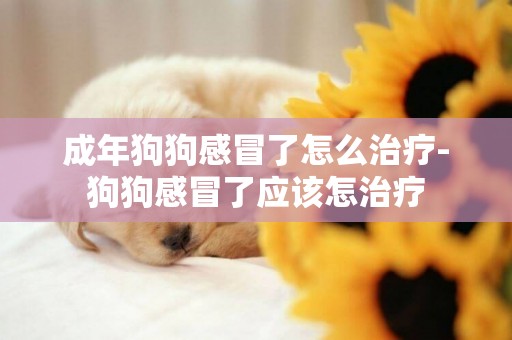 成年狗狗感冒了怎么治療-狗狗感冒了應該怎治療