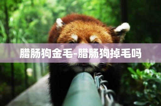 臘腸狗金毛-臘腸狗掉毛嗎