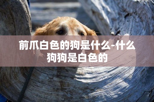 前爪白色的狗是什么-什么狗狗是白色的