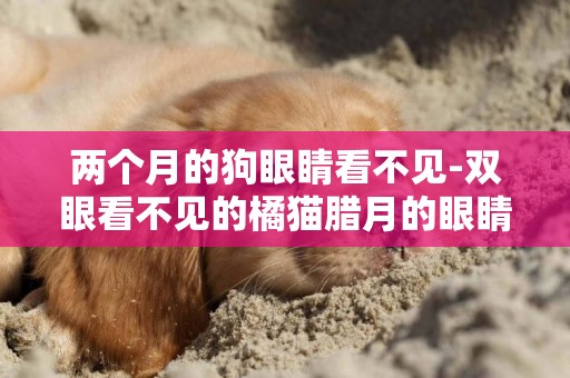 兩個月的狗眼睛看不見-雙眼看不見的橘貓臘月的眼睛又有新狀況了