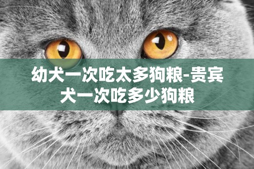 幼犬一次吃太多狗糧-貴賓犬一次吃多少狗糧