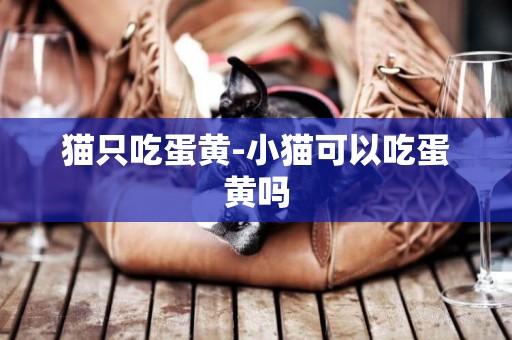 貓只吃蛋黃-小貓可以吃蛋黃嗎