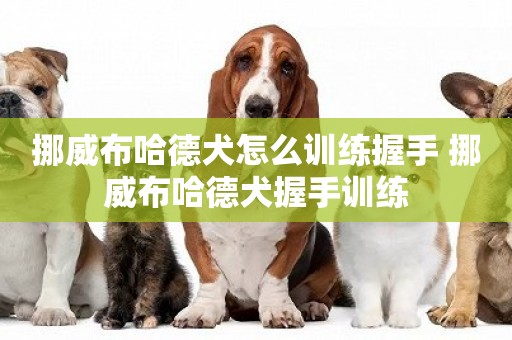挪威布哈德犬怎么訓練握手 挪威布哈德犬握手訓練