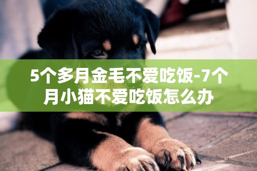 5個多月金毛不愛吃飯-7個月小貓不愛吃飯怎么辦