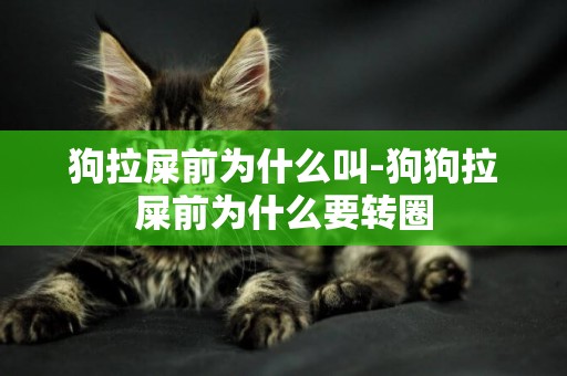 狗拉屎前為什么叫-狗狗拉屎前為什么要轉圈