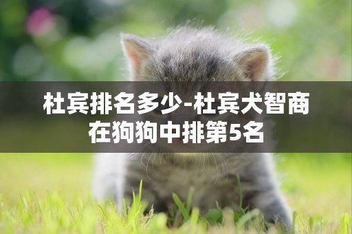 杜賓排名多少-杜賓犬智商在狗狗中排第5名