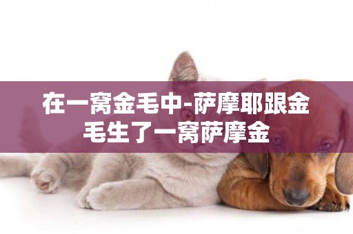 在一窩金毛中-薩摩耶跟金毛生了一窩薩摩金