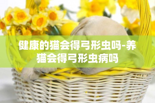 健康的貓會得弓形蟲嗎-養貓會得弓形蟲病嗎