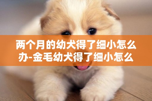 兩個月的幼犬得了細小怎么辦-金毛幼犬得了細小怎么辦