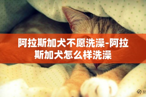 阿拉斯加犬不愿洗澡-阿拉斯加犬怎么樣洗澡