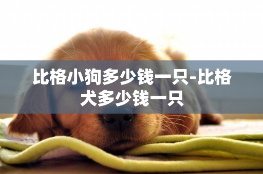 比格小狗多少錢一只-比格犬多少錢一只