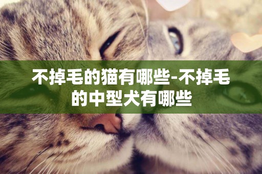 不掉毛的貓有哪些-不掉毛的中型犬有哪些