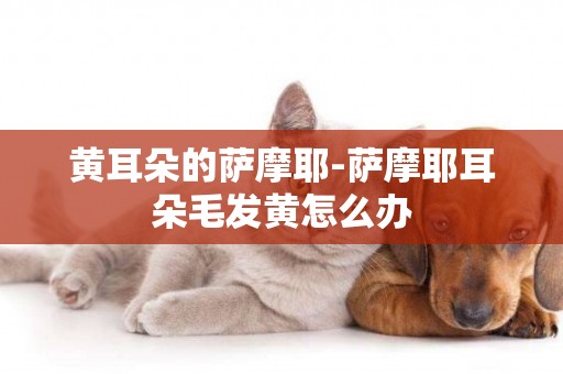 黃耳朵的薩摩耶-薩摩耶耳朵毛發黃怎么辦
