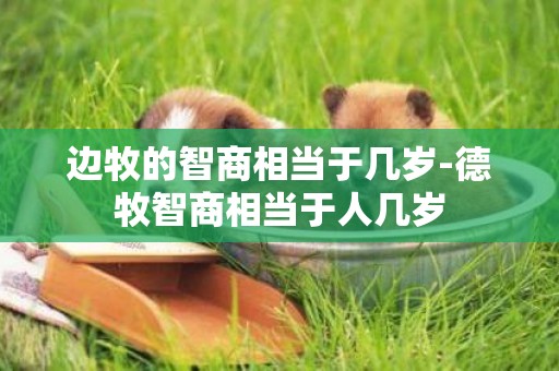邊牧的智商相當于幾歲-德牧智商相當于人幾歲