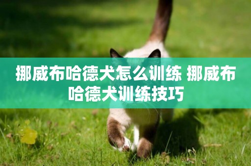 挪威布哈德犬怎么訓練 挪威布哈德犬訓練技巧