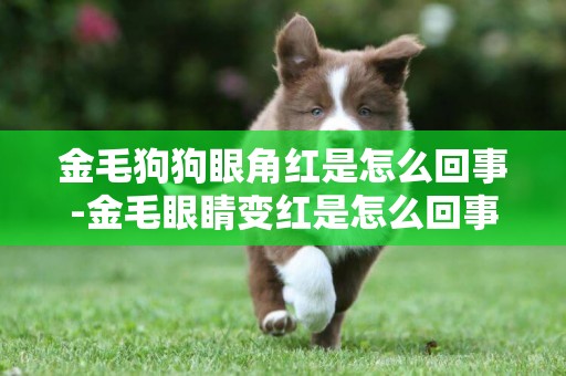 金毛狗狗眼角紅是怎么回事-金毛眼睛變紅是怎么回事