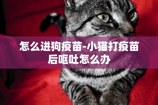 怎么進狗疫苗-小貓打疫苗后嘔吐怎么辦