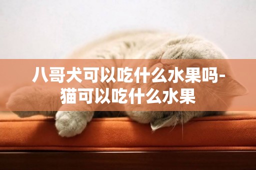 八哥犬可以吃什么水果嗎-貓可以吃什么水果