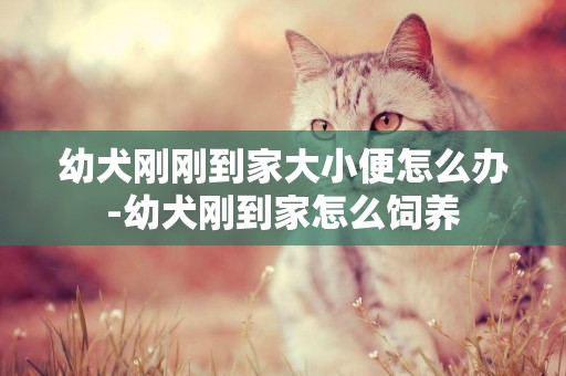 幼犬剛剛到家大小便怎么辦-幼犬剛到家怎么飼養