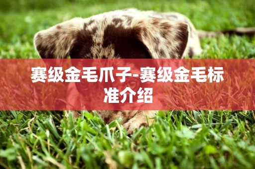 賽級金毛爪子-賽級金毛標準介紹