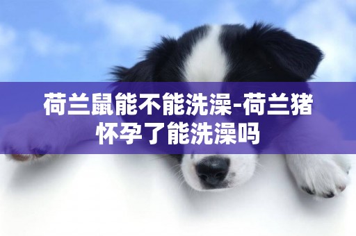 荷蘭鼠能不能洗澡-荷蘭豬懷孕了能洗澡嗎