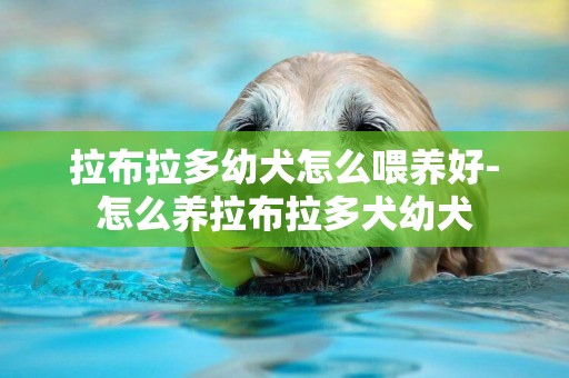 拉布拉多幼犬怎么喂養好-怎么養拉布拉多犬幼犬