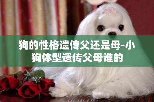 狗的性格遺傳父還是母-小狗體型遺傳父母誰的