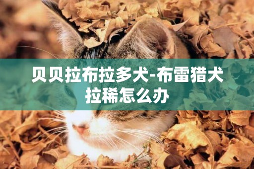 貝貝拉布拉多犬-布雷獵犬拉稀怎么辦