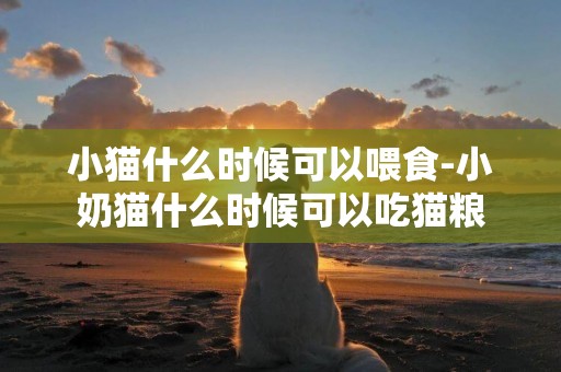 小貓什么時候可以喂食-小奶貓什么時候可以吃貓糧