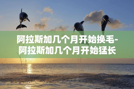 阿拉斯加幾個月開始換毛-阿拉斯加幾個月開始猛長