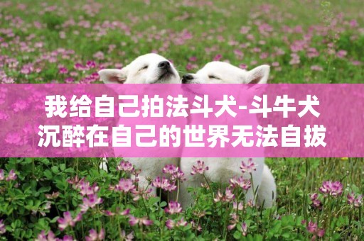 我給自己拍法斗犬-斗牛犬沉醉在自己的世界無法自拔