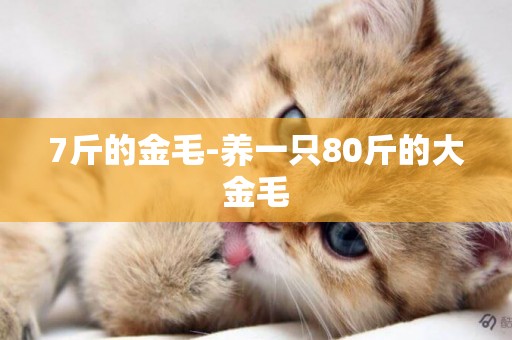 7斤的金毛-養一只80斤的大金毛