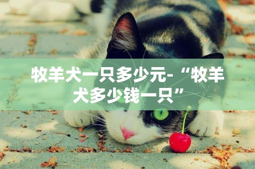 牧羊犬一只多少元-“牧羊犬多少錢一只”